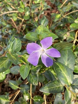 Purple vinca flower glowing in January afternoon light.
